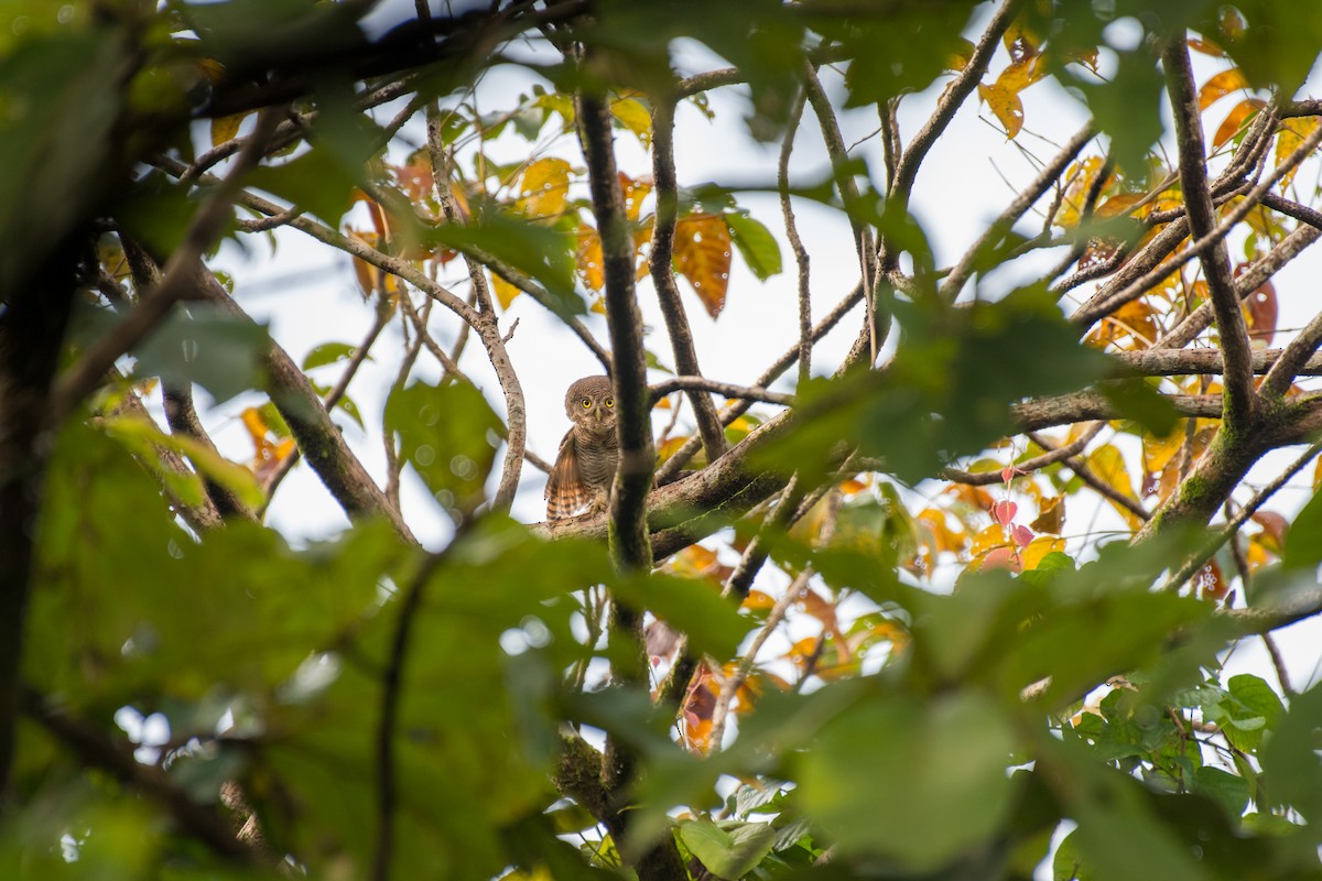 Jungle Owlet - ML643128556