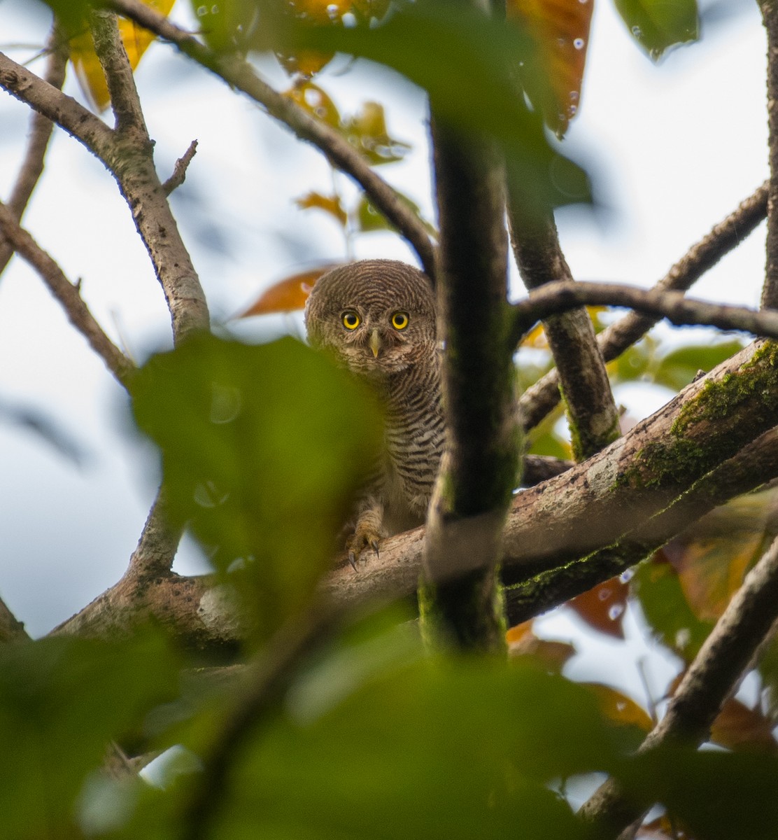 Jungle Owlet - ML643128557