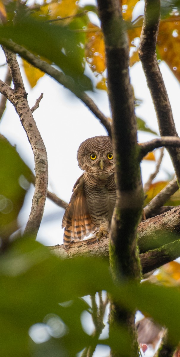 Jungle Owlet - ML643128558