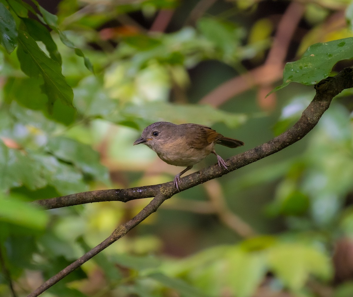 Brown-cheeked Fulvetta - ML643128568