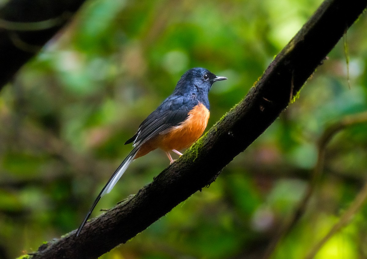 White-rumped Shama - ML643128572