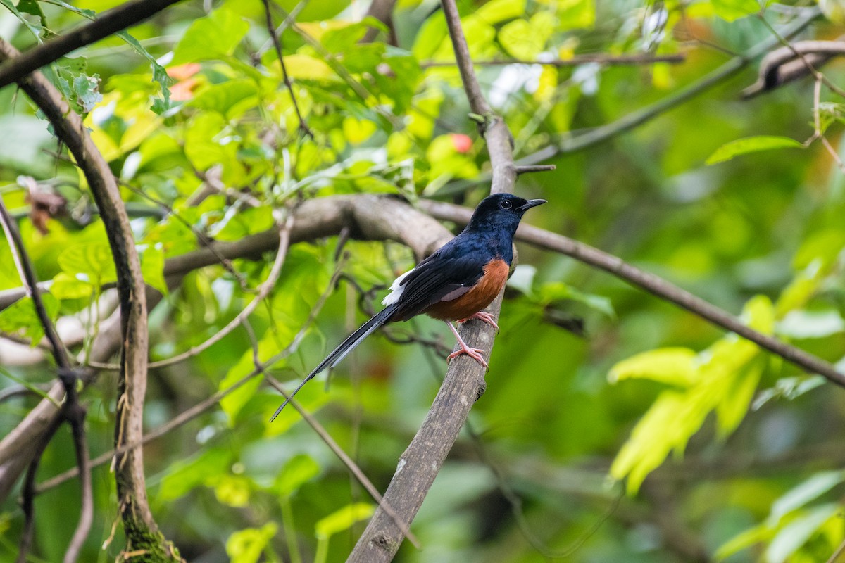 White-rumped Shama - ML643128573