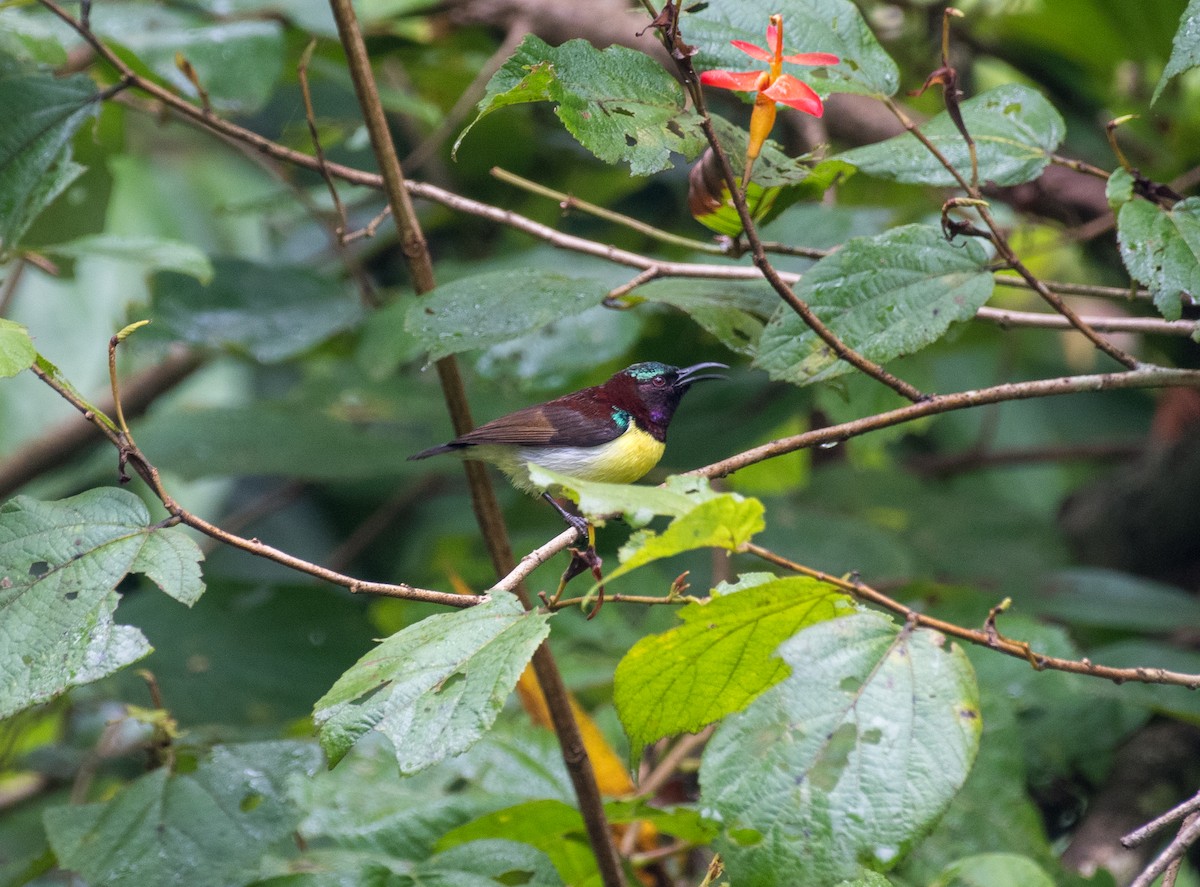 Purple-rumped Sunbird - ML643128584