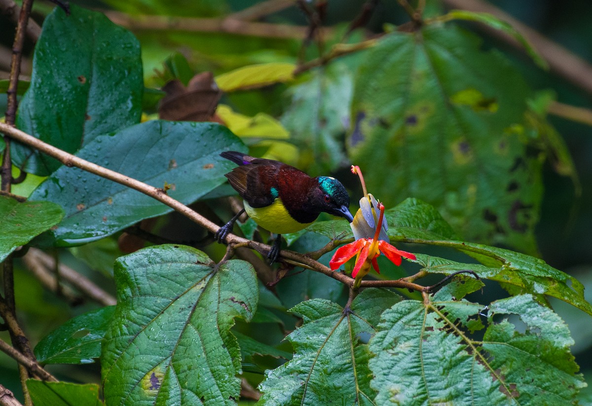 Purple-rumped Sunbird - ML643128585