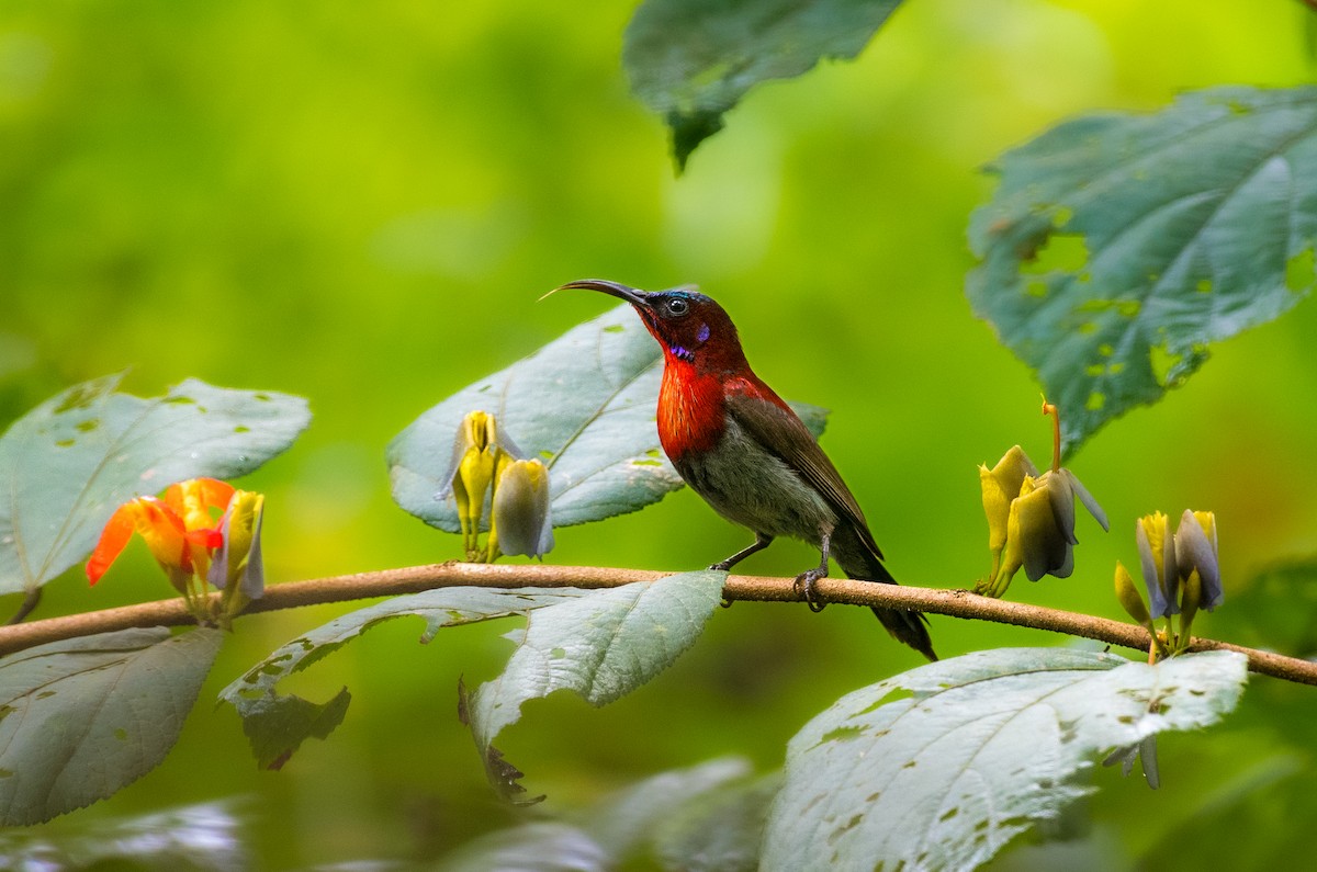 Vigors's Sunbird - ML643128590