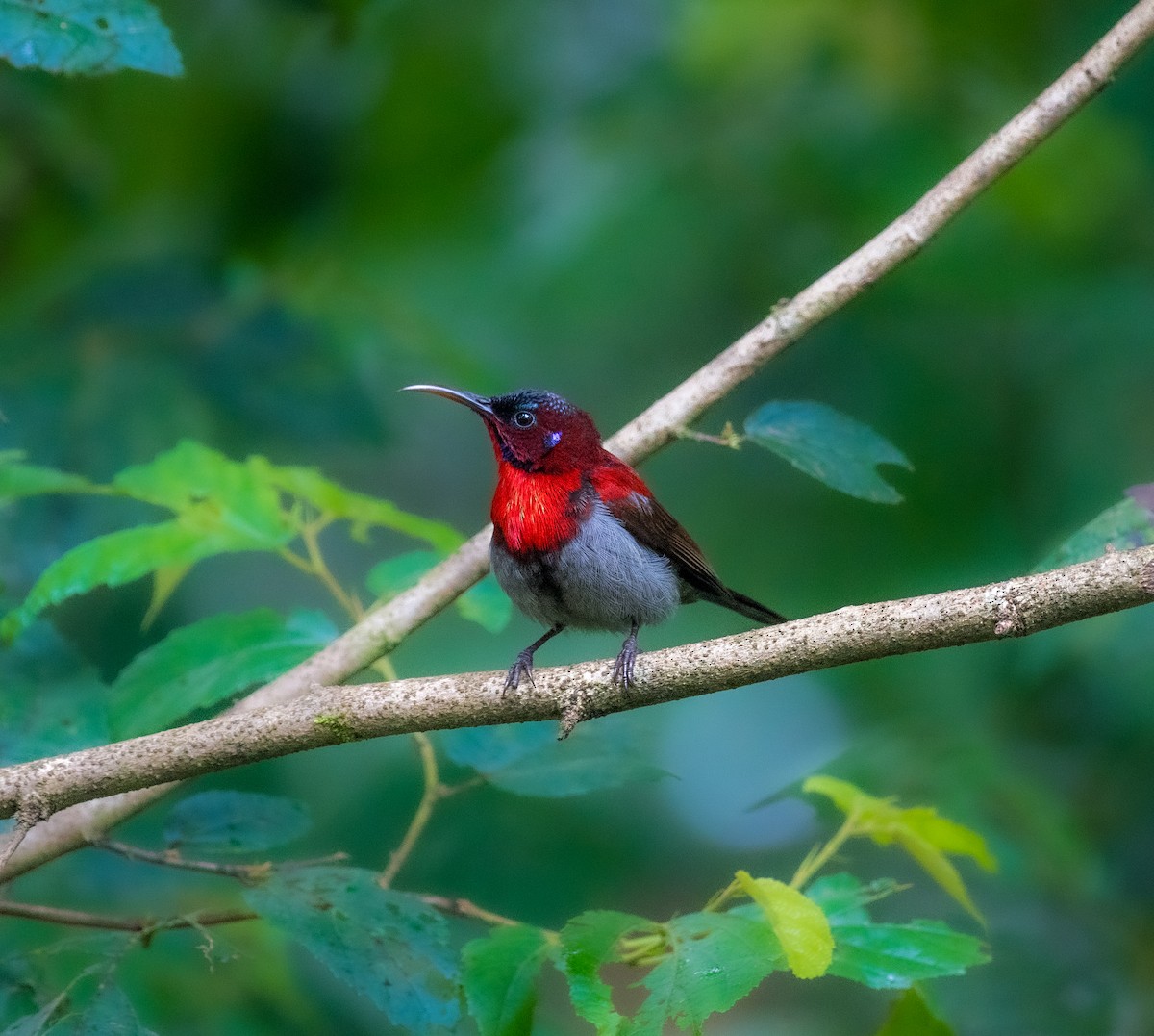 Vigors's Sunbird - ML643128591