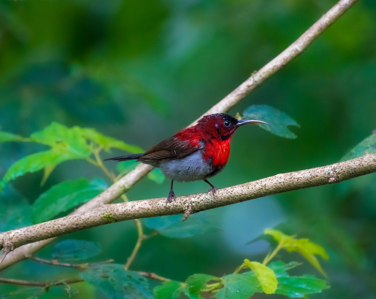 Vigors's Sunbird - ML643128592