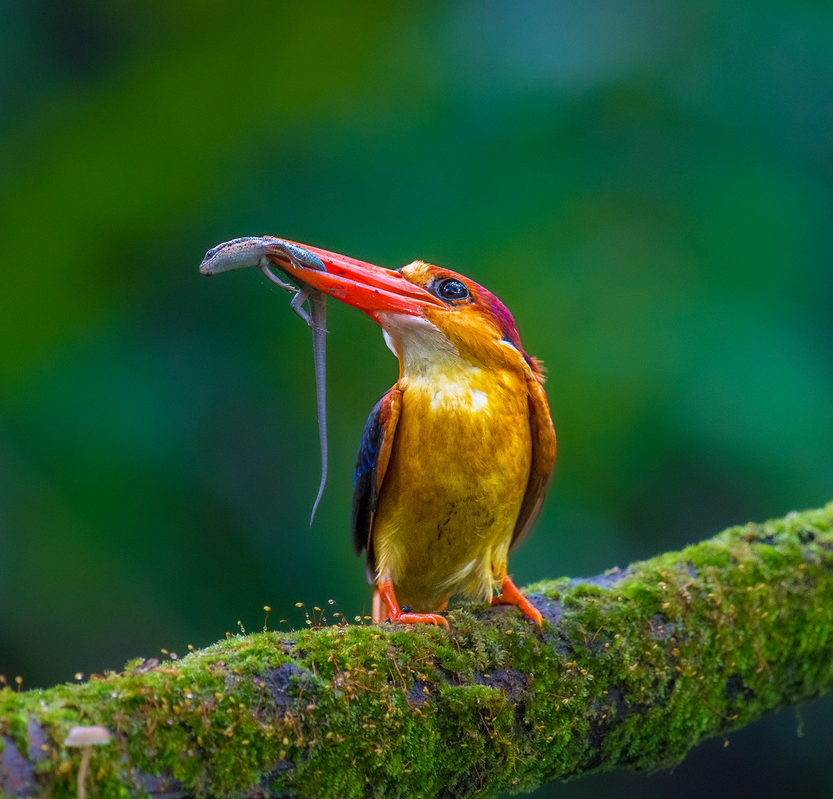 Black-backed Dwarf-Kingfisher - ML643128600