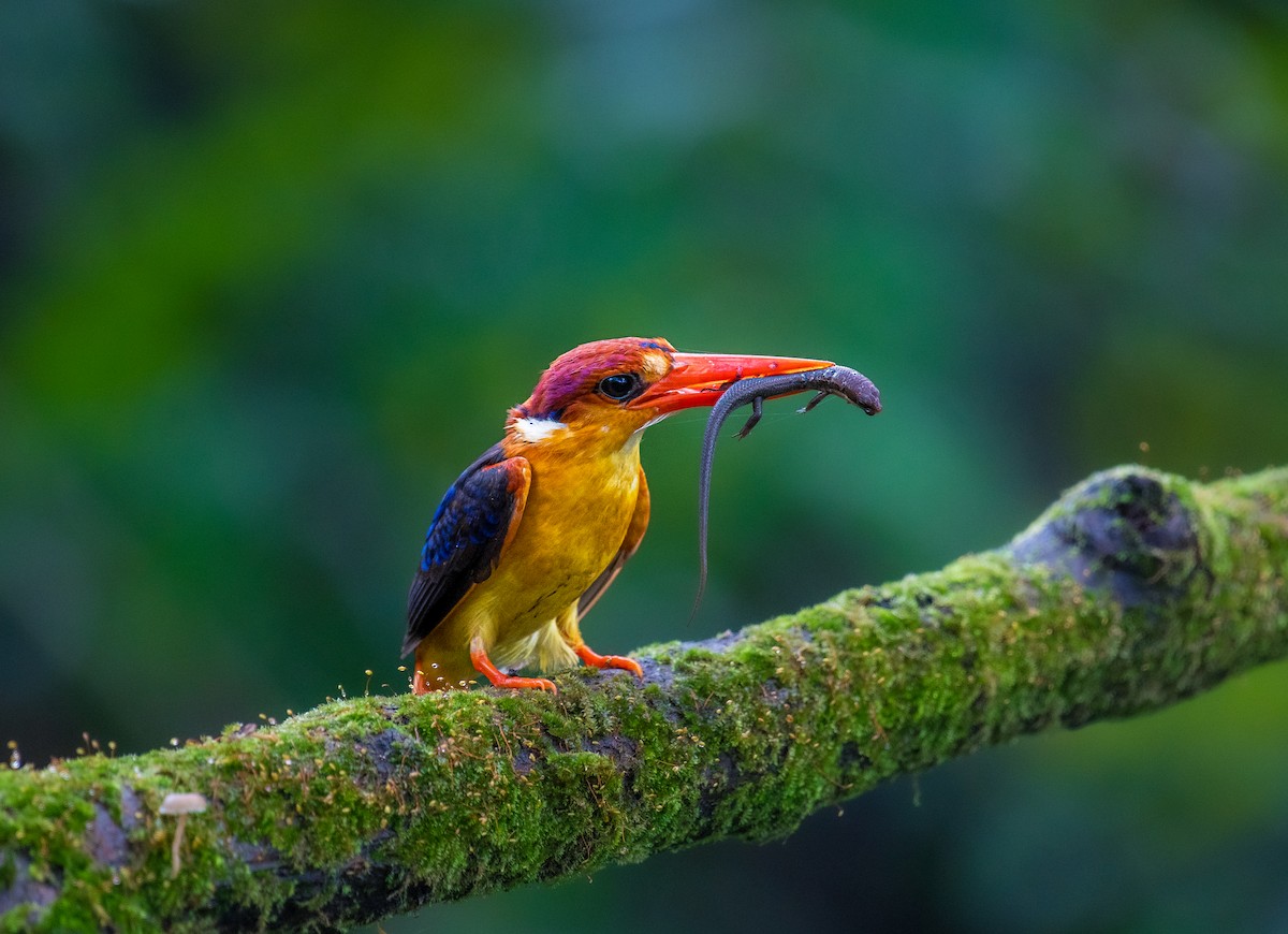 Black-backed Dwarf-Kingfisher - ML643128601