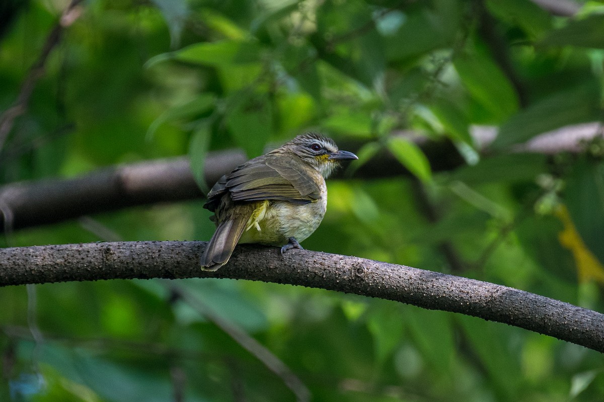 White-browed Bulbul - ML643128614