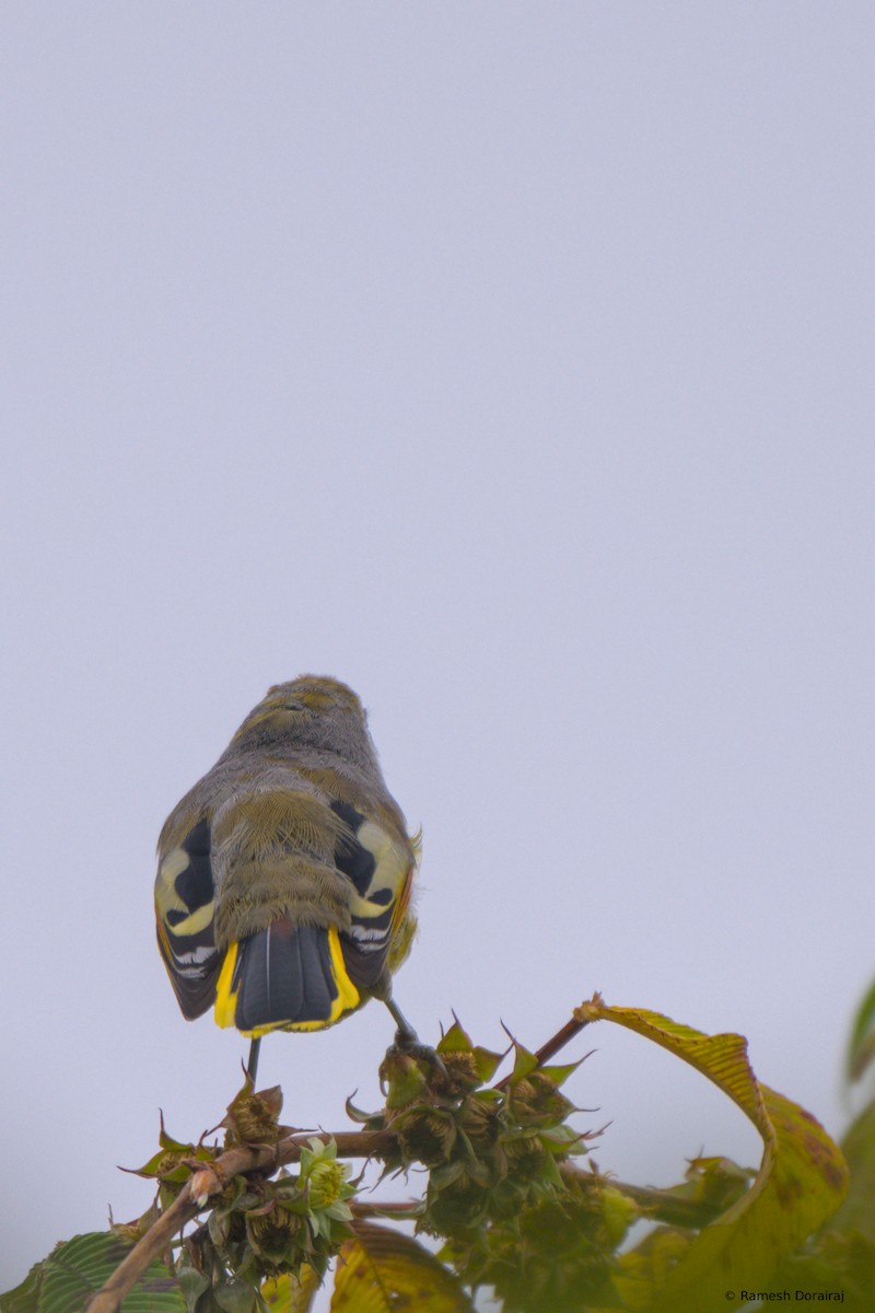 Chestnut-tailed Minla - ML643128636
