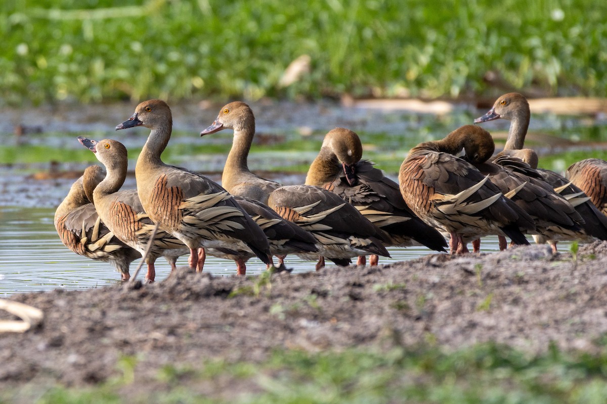 Dendrocygne d'Eyton - ML643128642