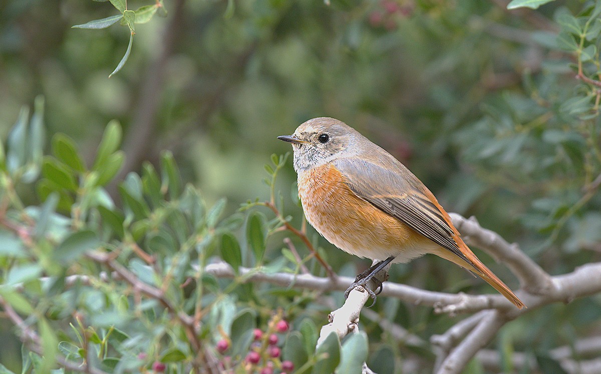 Common Redstart - ML643128651