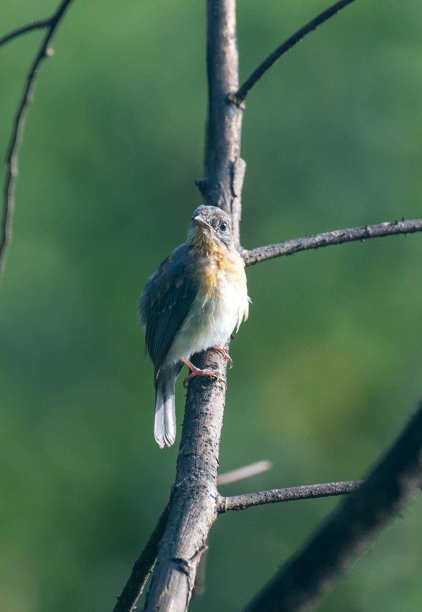 Tickell's Blue Flycatcher - ML643128663