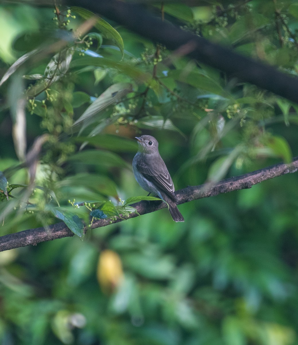 Asian Brown Flycatcher - ML643128666