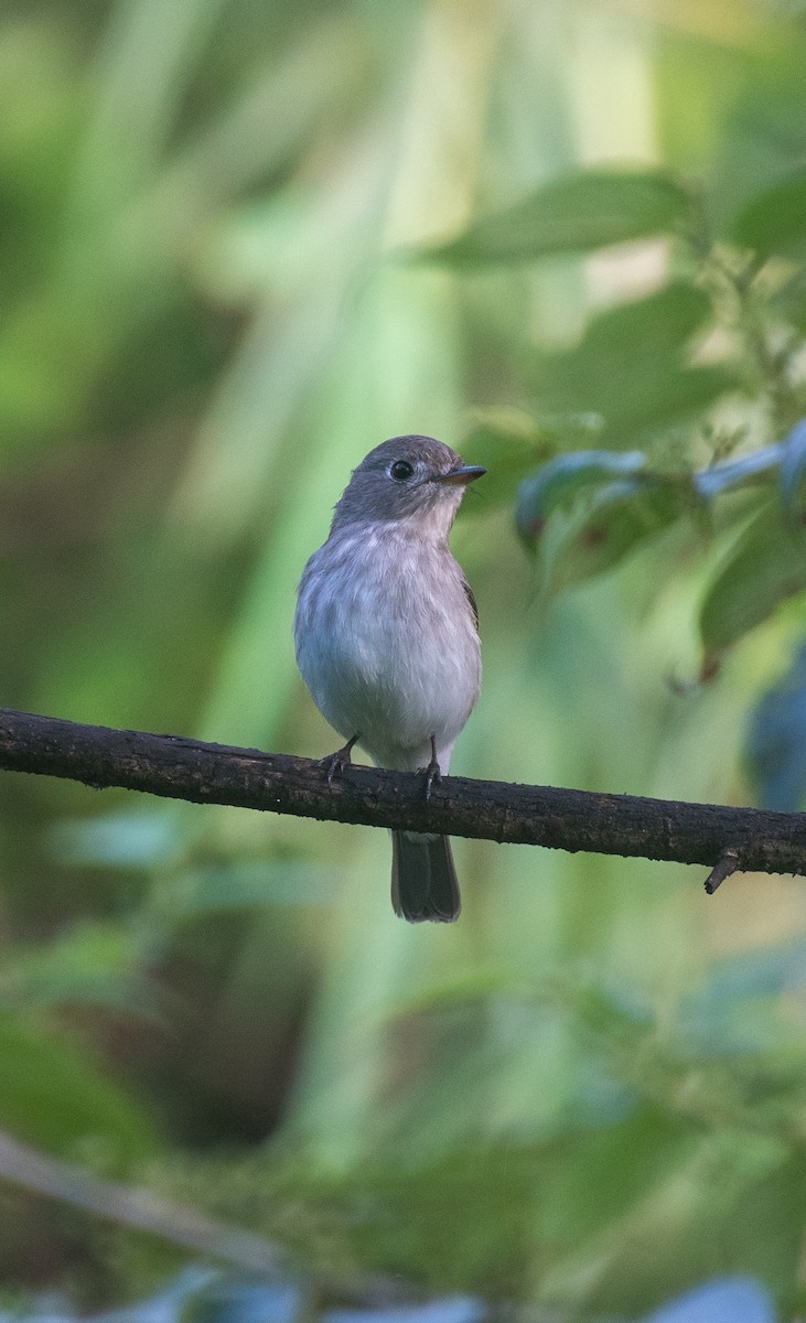 Asian Brown Flycatcher - ML643128668