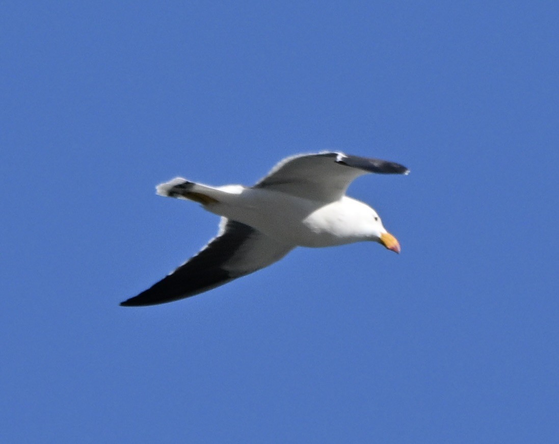 Pacific Gull - ML643128672