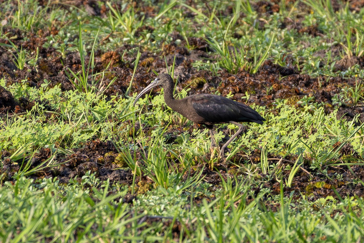 Ibis falcinelle - ML643128673