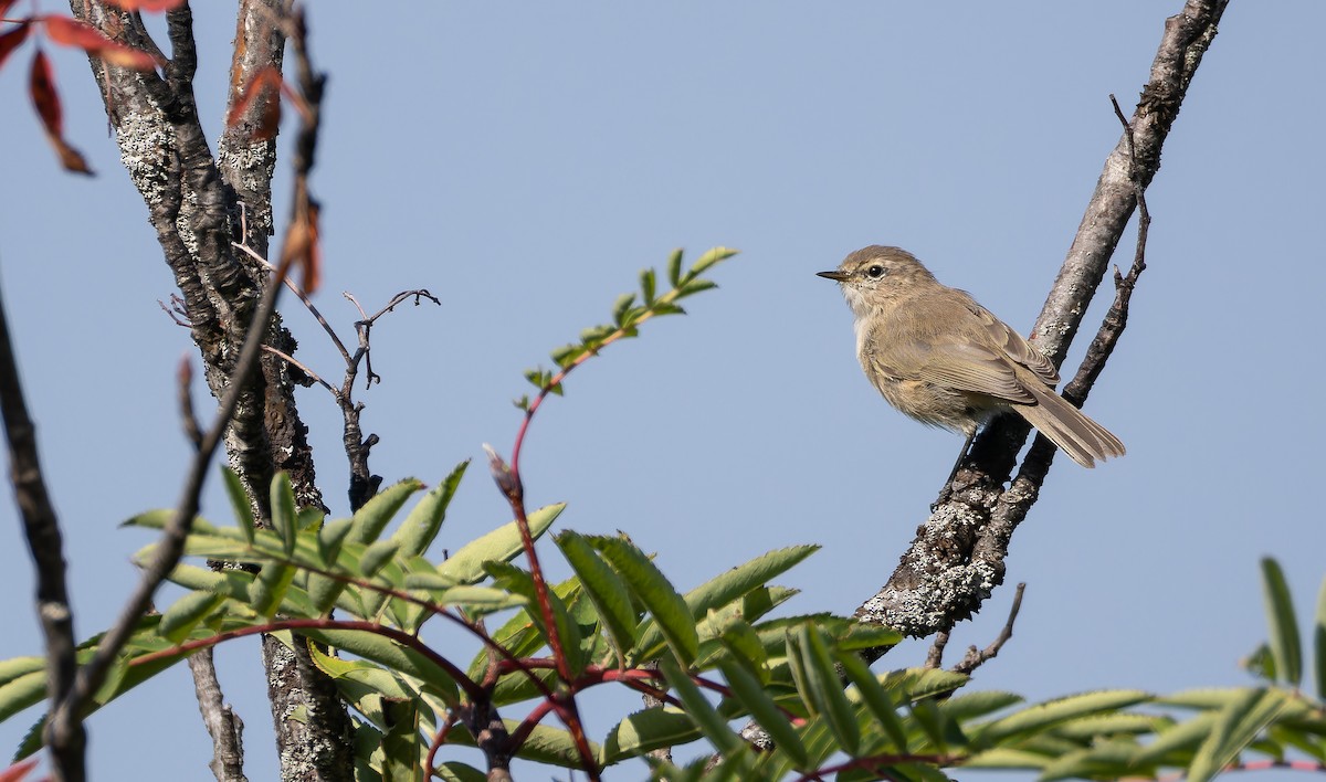 Mountain Chiffchaff (Caucasian) - ML643128675