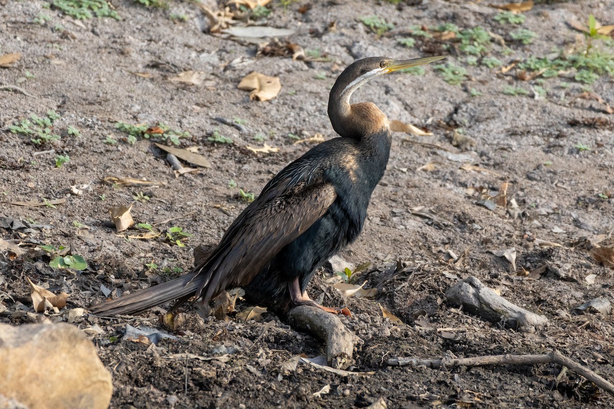 Anhinga d'Australie - ML643128704