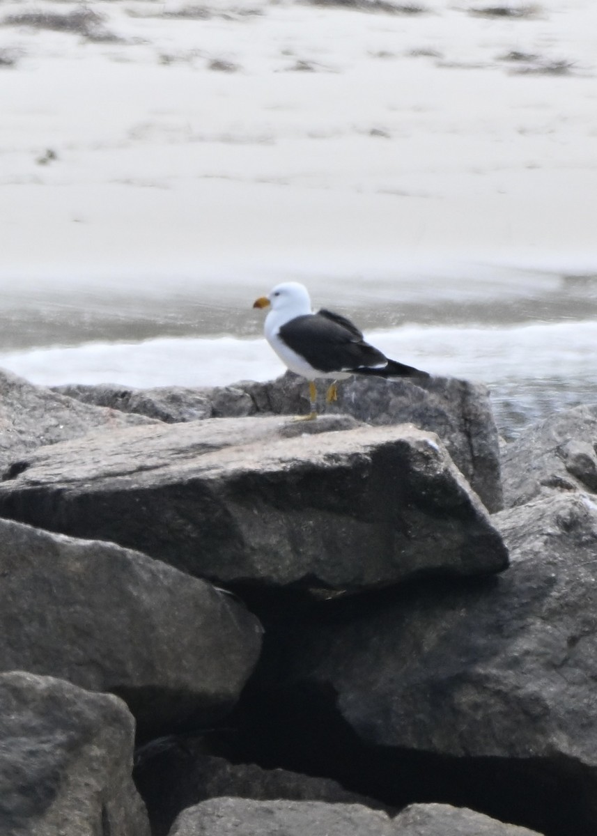 Pacific Gull - ML643128725