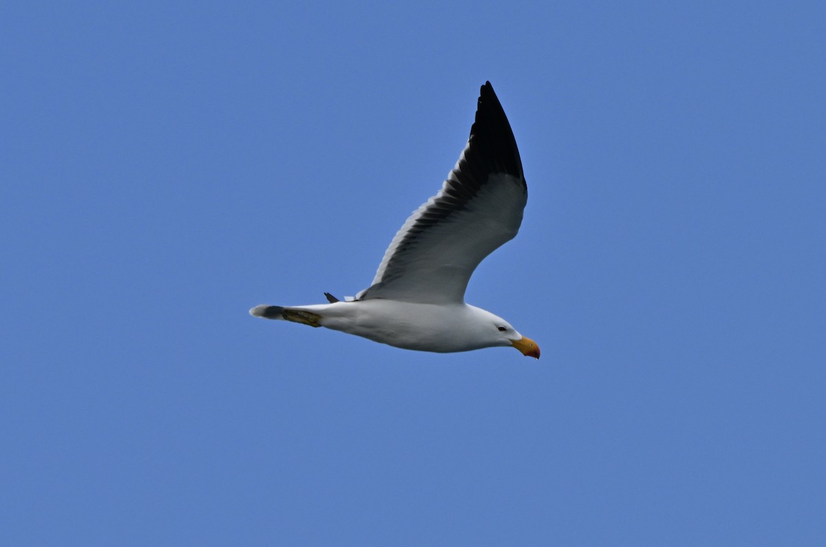 Pacific Gull - ML643128727