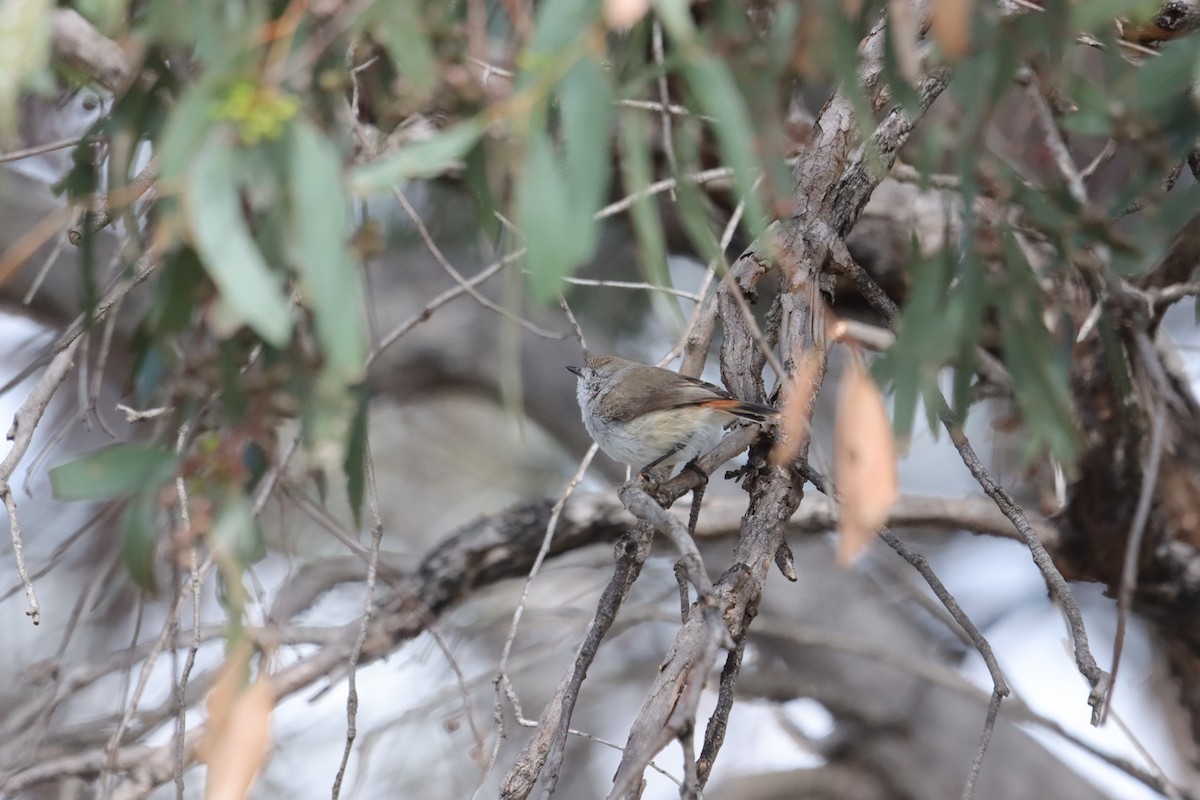 Chestnut-rumped Thornbill - ML643128748