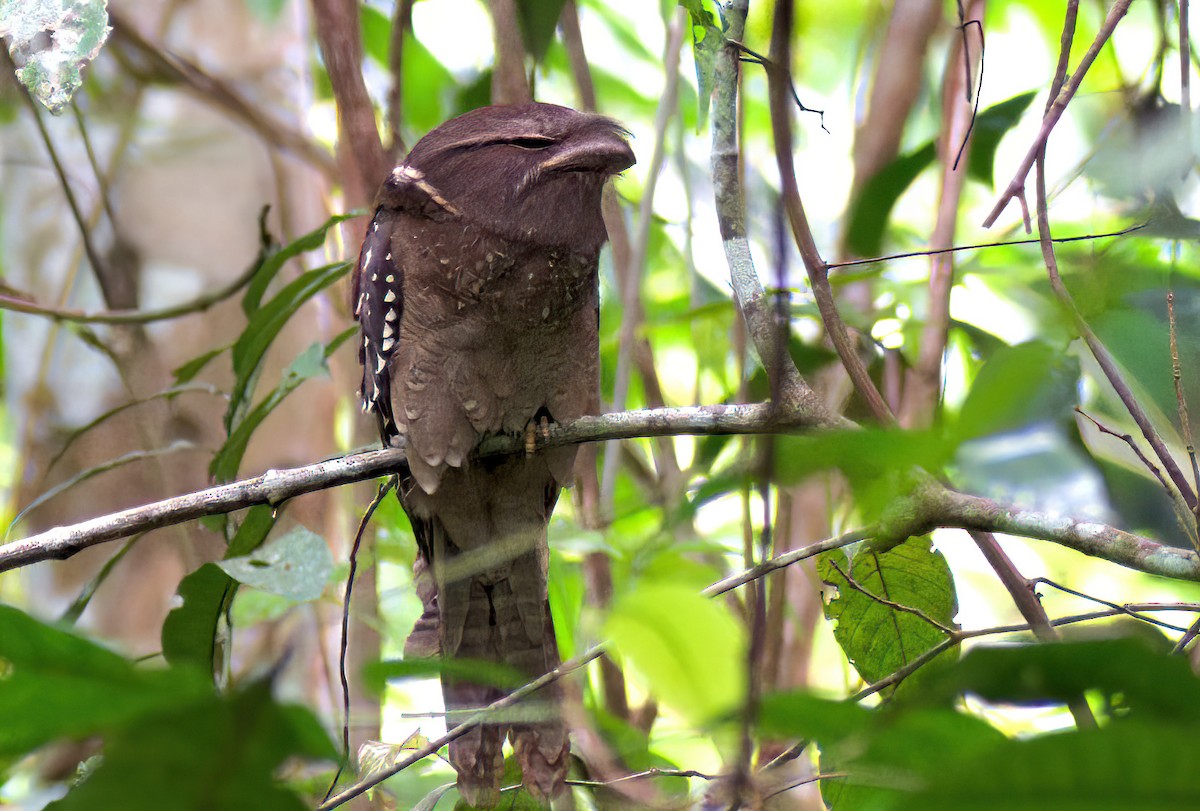 Large Frogmouth - ML643128751