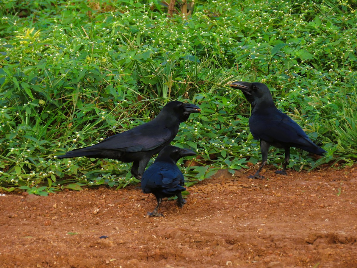 Large-billed Crow - ML643128752