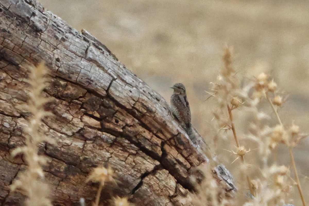 Eurasian Wryneck - ML643128764