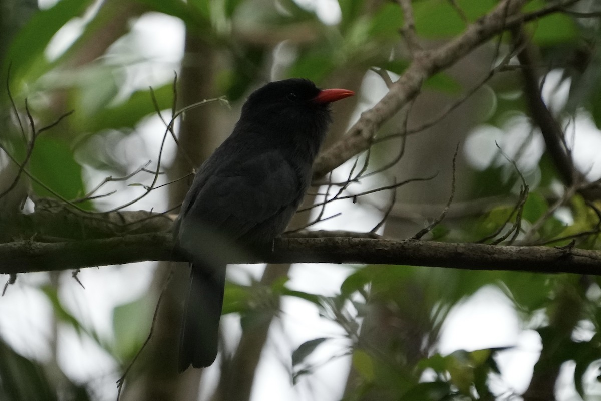 Black-fronted Nunbird - ML643128769