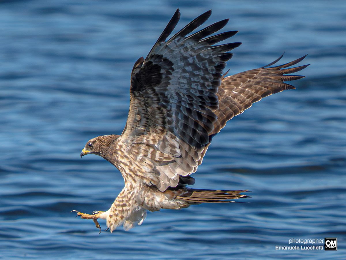 European Honey-buzzard - ML643128785