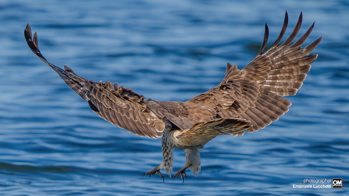 European Honey-buzzard - ML643128793