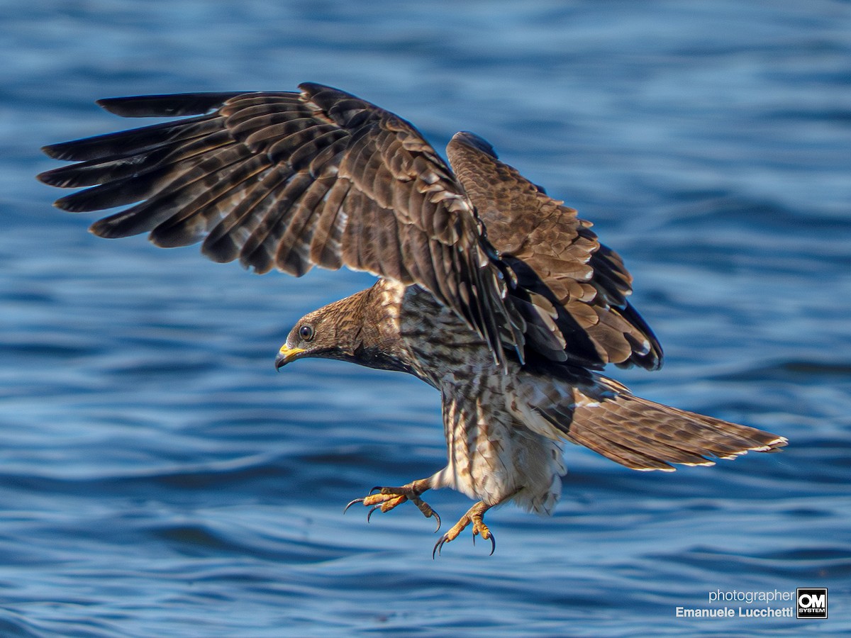 European Honey-buzzard - ML643128794