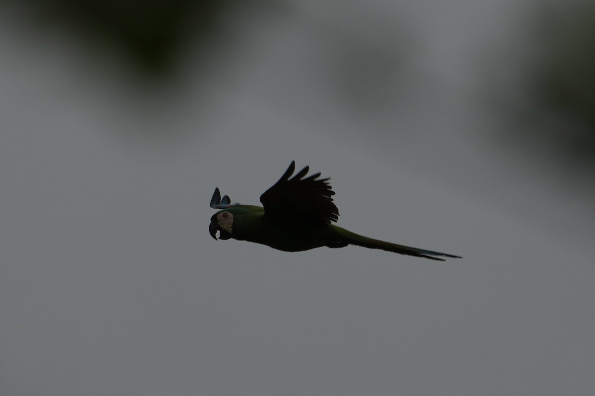 Chestnut-fronted Macaw - ML643128795