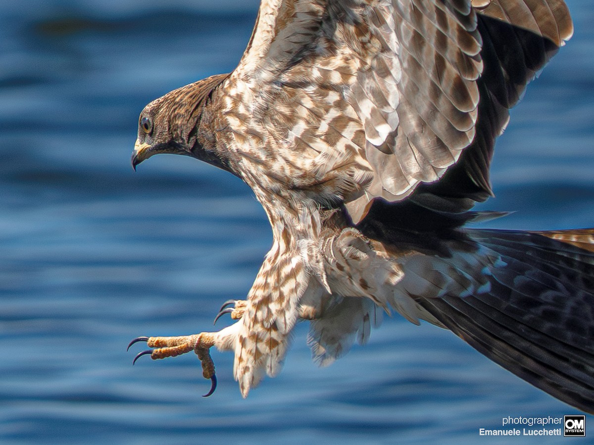 European Honey-buzzard - ML643128799