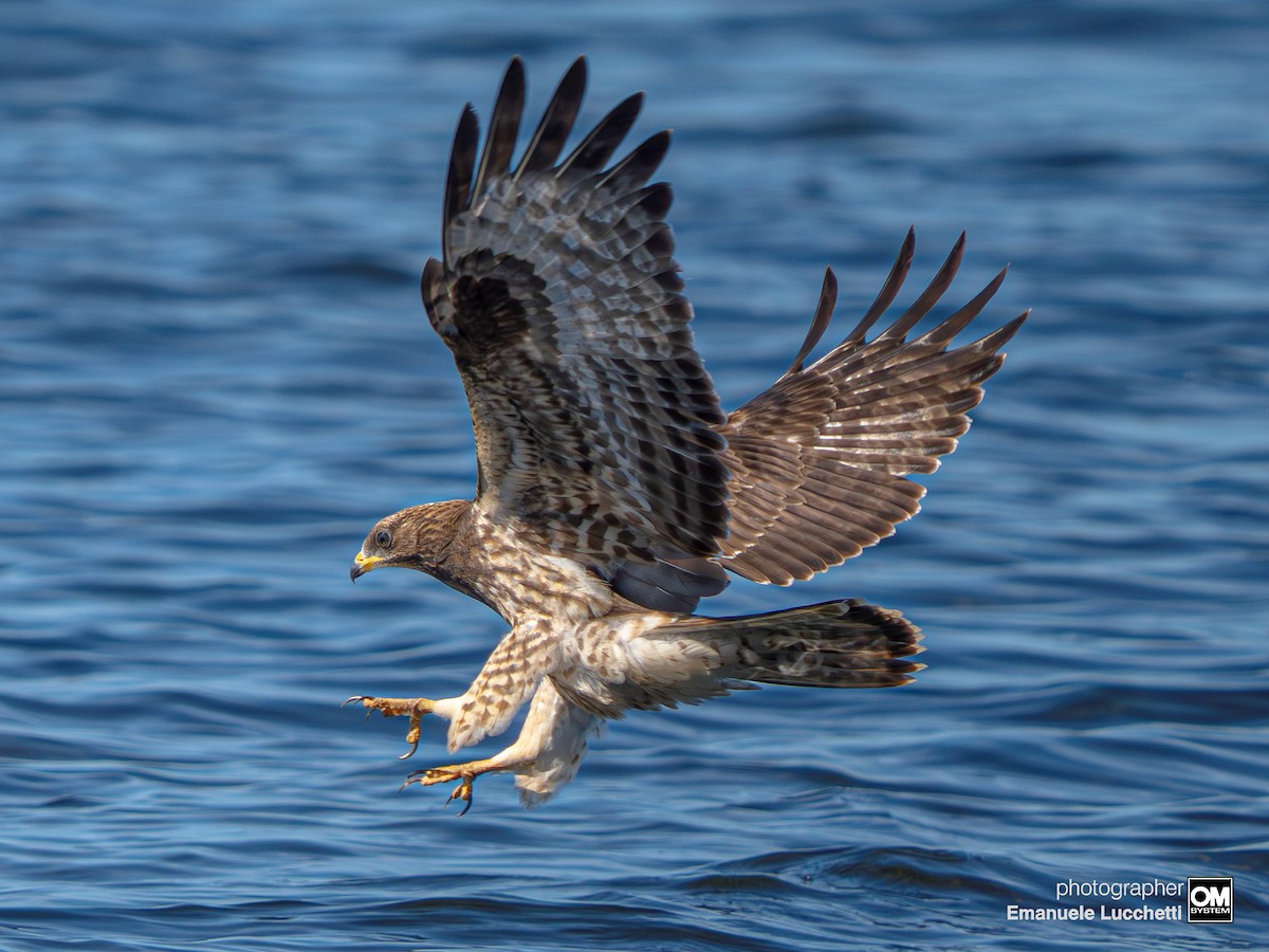 European Honey-buzzard - ML643128807