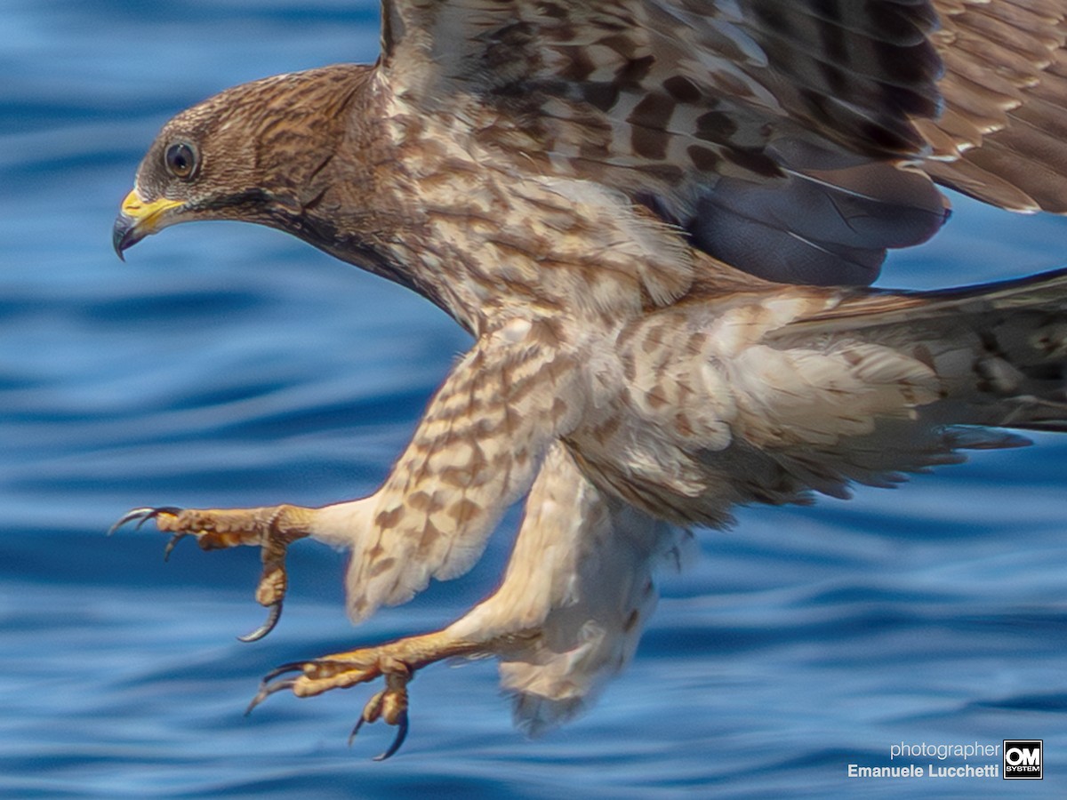 European Honey-buzzard - ML643128810