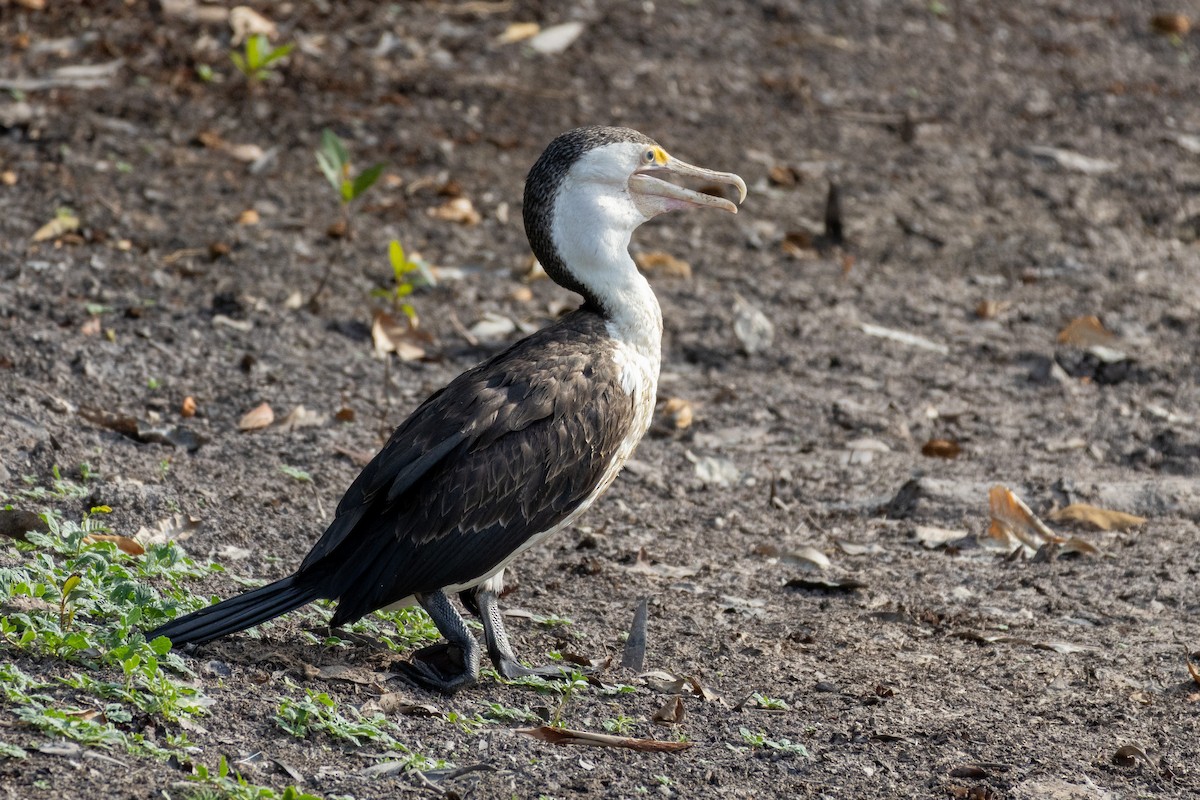 Cormoran varié - ML643128816