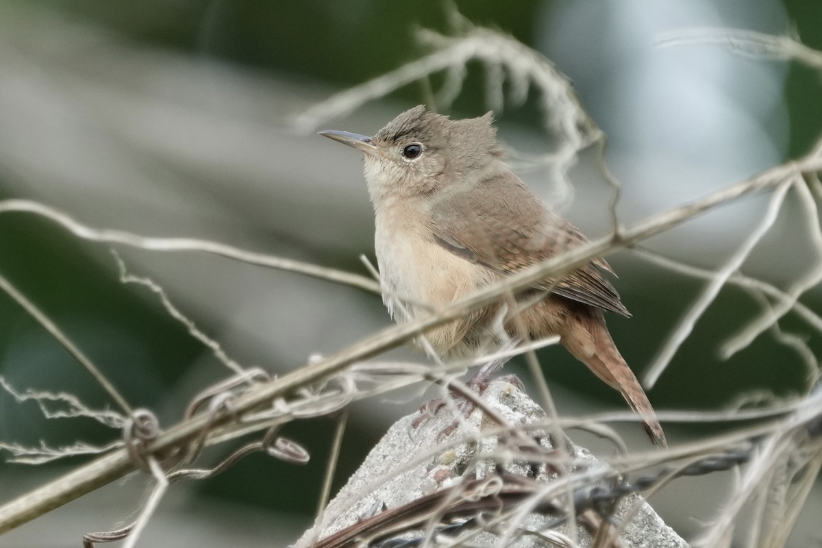 Southern House Wren - ML643128823