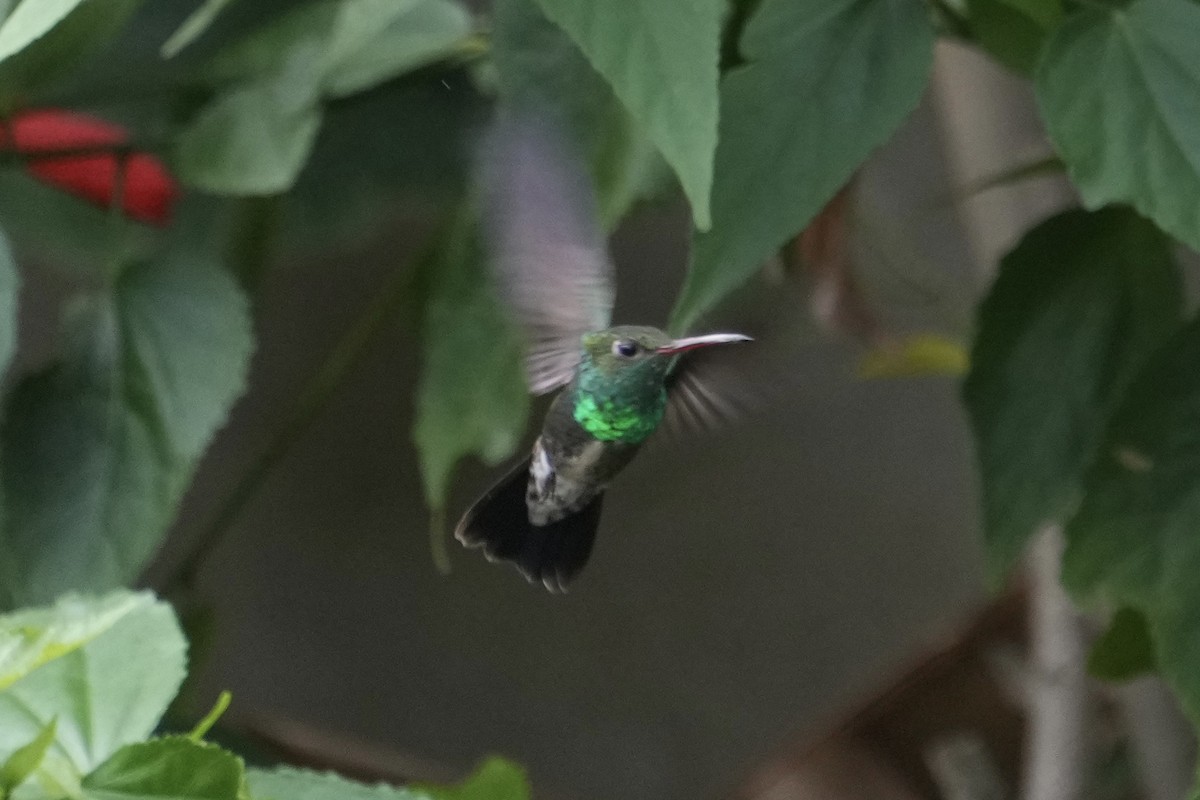 Glittering-throated Emerald - ML643128828