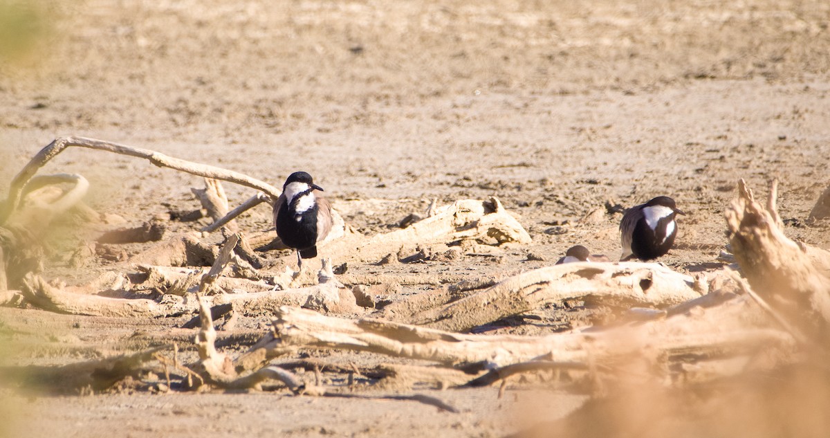 Spur-winged Lapwing - ML643128845