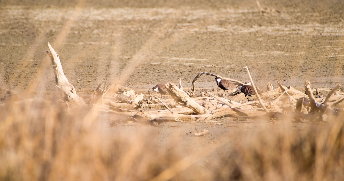 Spur-winged Lapwing - ML643128848