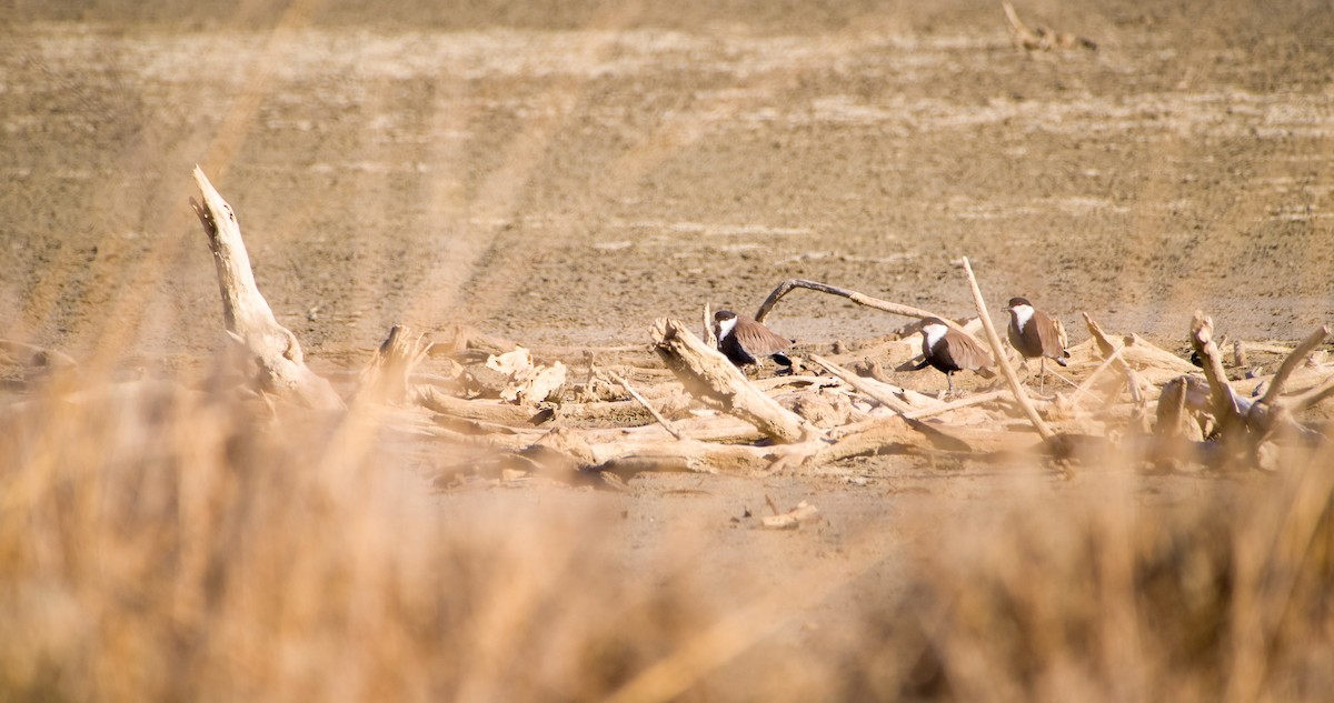 Spur-winged Lapwing - ML643128849