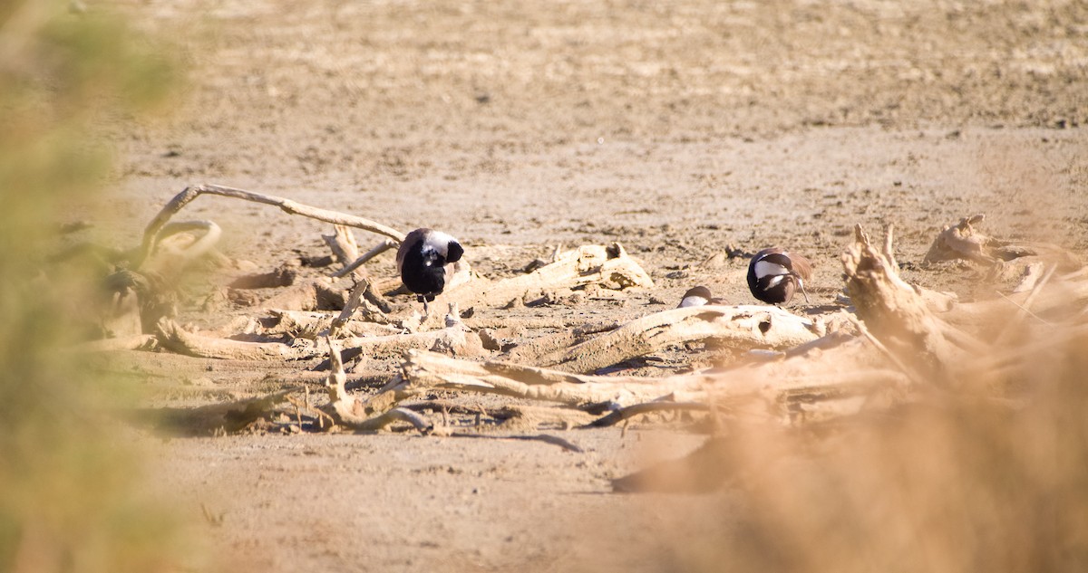 Spur-winged Lapwing - ML643128850