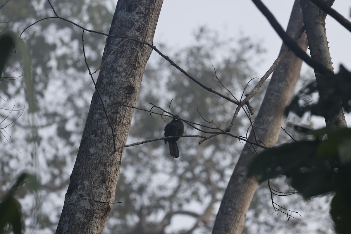 Black-fronted Nunbird - ML643128861