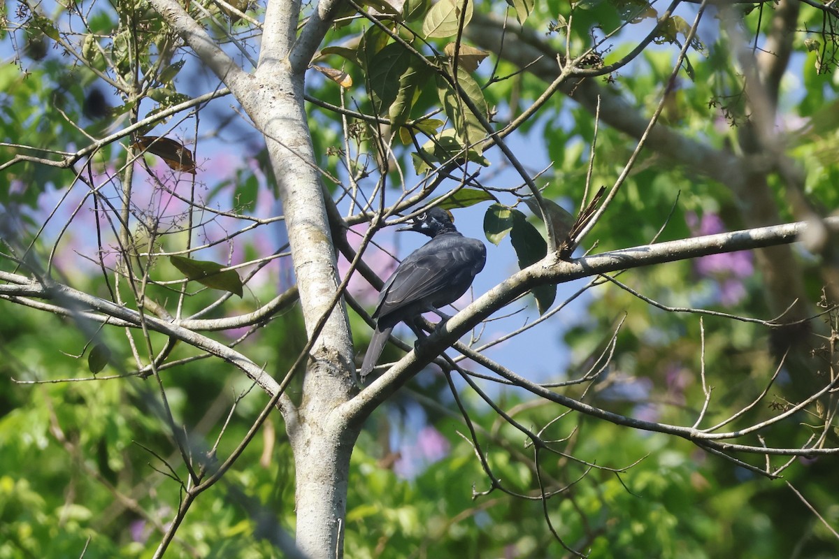 Bare-necked Fruitcrow - ML643128878