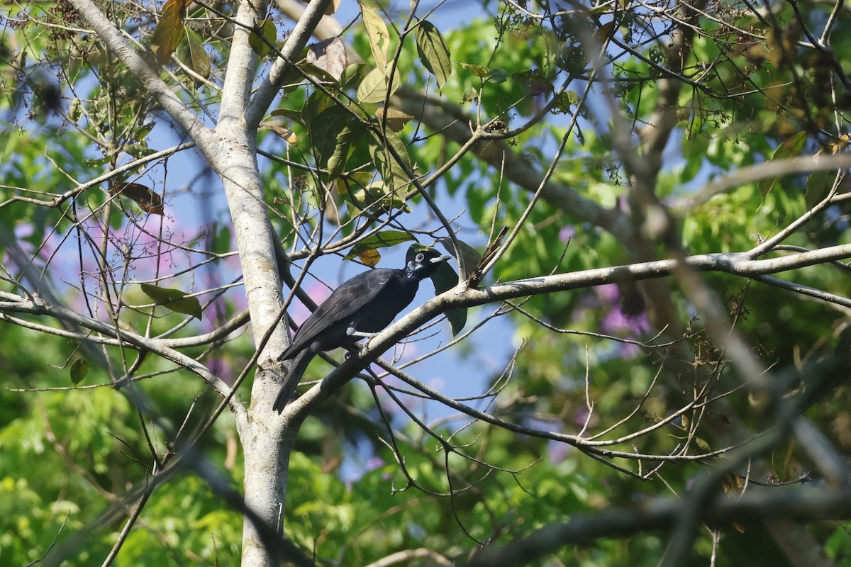 Bare-necked Fruitcrow - ML643128879