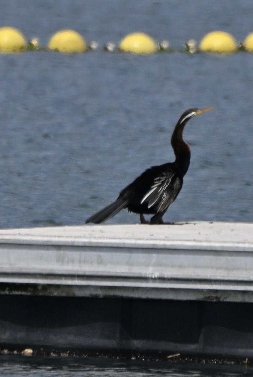 Australasian Darter - ML643128884
