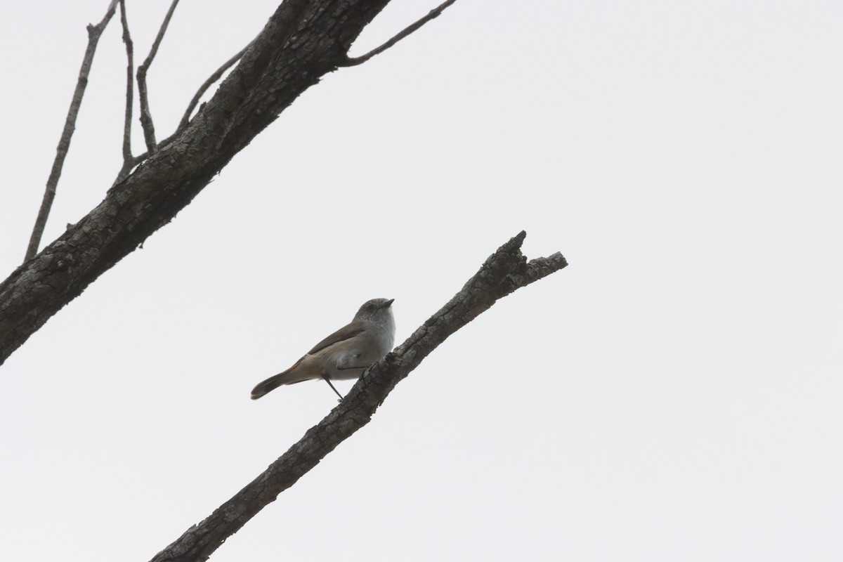 Chestnut-rumped Thornbill - ML643128890